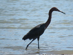Egretta rufescens