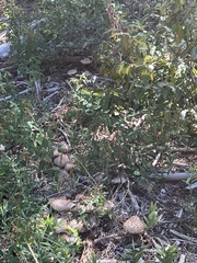 Chlorophyllum brunneum