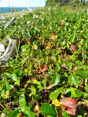 Toxicodendron rydbergii