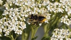 Megachile perihirta