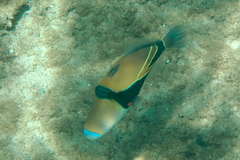 Rhinecanthus rectangulus