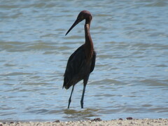 Egretta rufescens