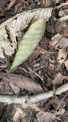 Grylloprociphilus imbricator