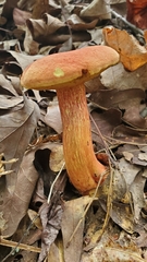 Boletus miniato-olivaceus