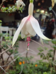 Fuchsia × hybrida