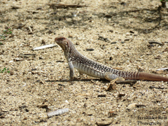 Dipsosaurus dorsalis