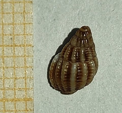 Tritia varicosa