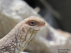 Dipsosaurus dorsalis