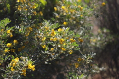 Senna artemisioides alicia