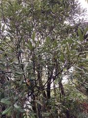 Elaeocarpus dentatus