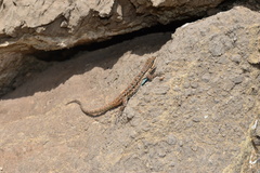 Urosaurus ornatus