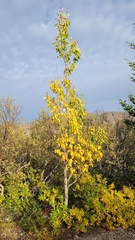 Populus trichocarpa