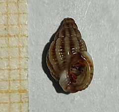 Tritia varicosa
