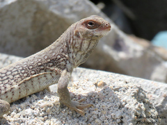 Dipsosaurus dorsalis