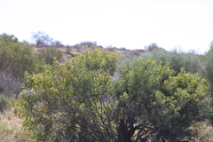 Senna artemisioides alicia