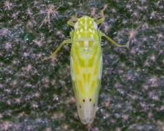 Micantulina stigmatipennis