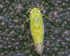 Micantulina stigmatipennis