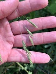 Bromus latiglumis