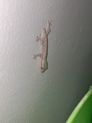 Gekkonidae