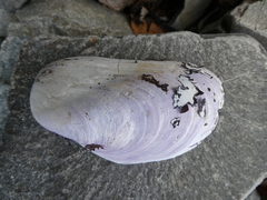 Modiolus modiolus