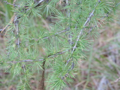 Larix occidentalis