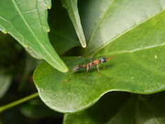 Myrmecia nigrocincta