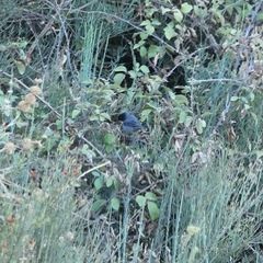 Curruca melanocephala
