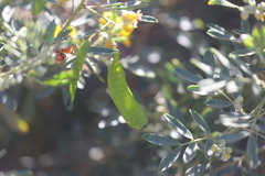 Senna artemisioides alicia