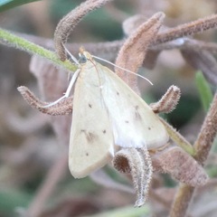 Achyra nudalis