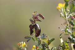 Senna artemisioides alicia