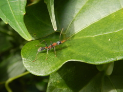 Myrmecia nigrocincta