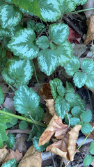 Lamium galeobdolon