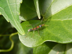 Myrmecia nigrocincta