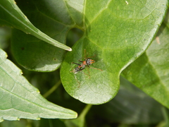 Myrmecia nigrocincta