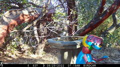 Baeolophus inornatus