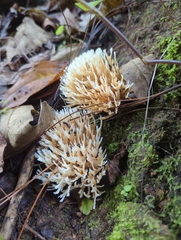 Sebacina schweinitzii