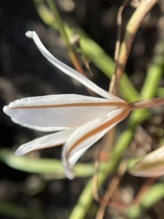 Trachyandra filiformis