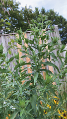 Rudbeckia hirta