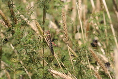 Schistocerca americana