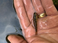 Etheostoma olmstedi