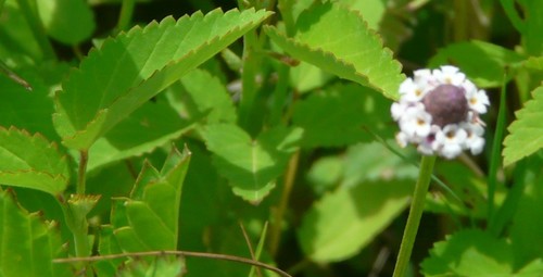 Lanceleaf fogfruit (Phyla lanceolata)