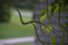 Veronicastrum virginicum