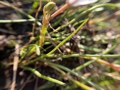 Trachyandra filiformis