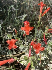 Epilobium septentrionale
