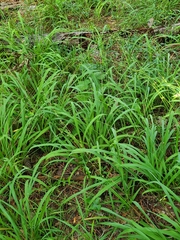 Chasmanthium sessiliflorum