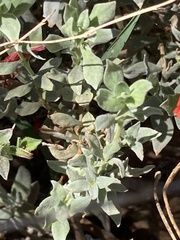 Epilobium septentrionale
