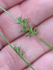 Chasmanthium sessiliflorum