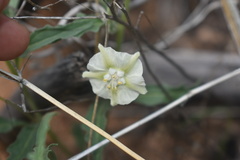 Chamaesaracha coronopus