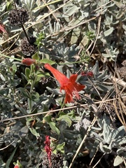 Epilobium septentrionale