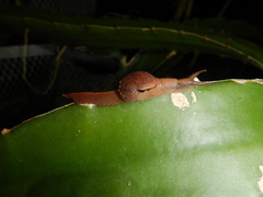 Fastosarion
